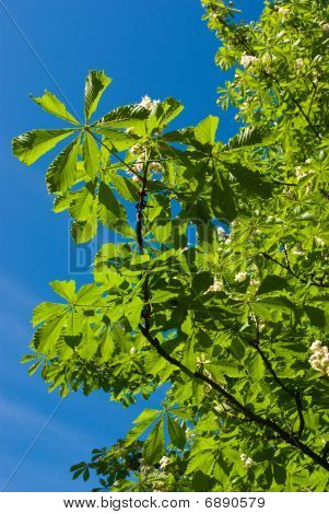 Blomstrende kastanje grene