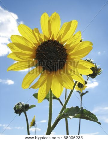 Sunflower