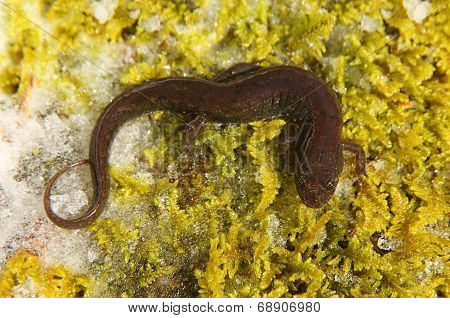 Northern Dusky Salamander ( Desmognathus Fuscus )