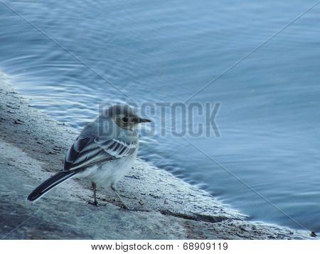 Titmouse