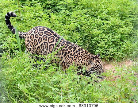 jaguar ( Panthera onca )