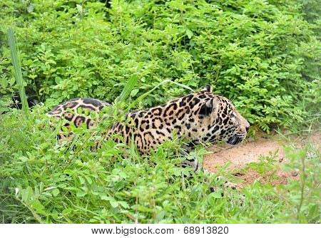 jaguar ( Panthera onca )