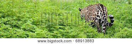 jaguar ( Panthera onca )
