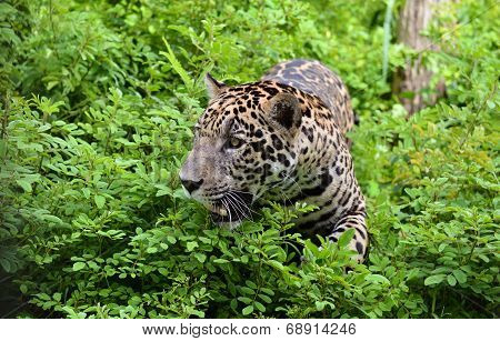 jaguar ( Panthera onca )