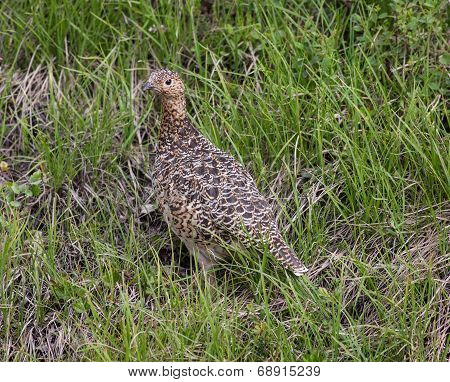 Willow Ptarmigan