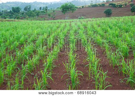 Green Crops Growing Rainfed Mountain.