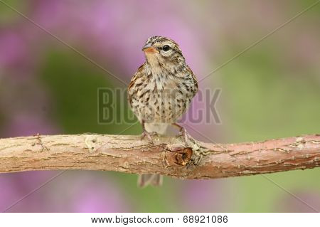 Juvenile Chipping Sparrow (spizella Passerina)