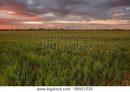Wheat Field Sunset