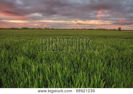 Wheat Field With Rainbow