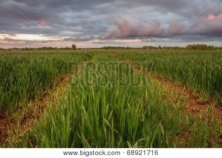 Cancer In Wheat Field