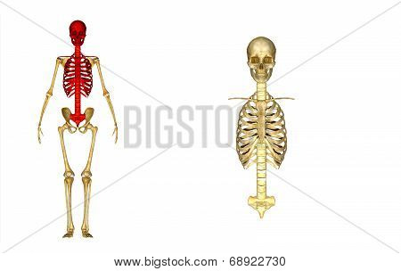 Skull with Rib cage