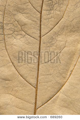 herbstfarben Leaf makro Oberfläche