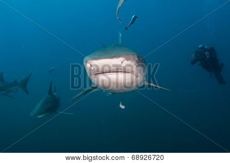 Tiger Shark