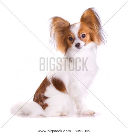 Cane di razza Papillon