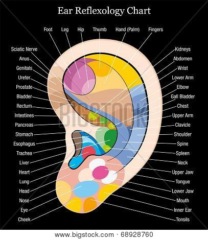Ear reflexology chart description black