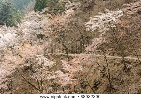 Cherry blossom scenery with beautiful sakura at Oku-Senbon of Yoshino, Nara, Japan, Asia.