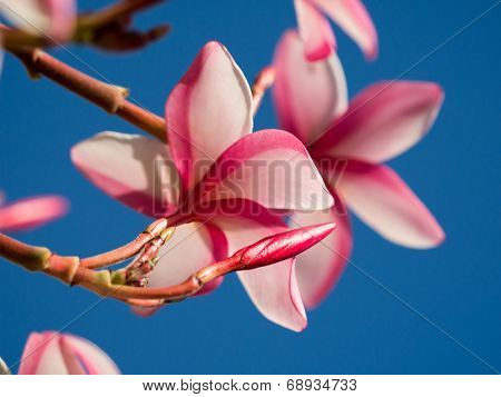 Plumeria flowers blooming over sky backgrolund. Macro closeup.