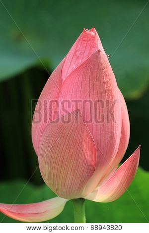 Lotus flower bud