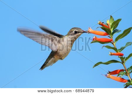 Ruby-throated Hummingbird At A Cigar Flower