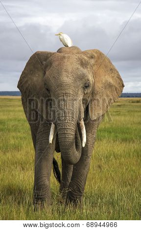 Elephant with cattle egret on head
