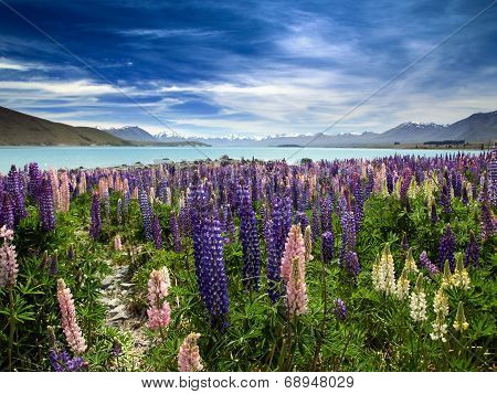 Lake Lupines