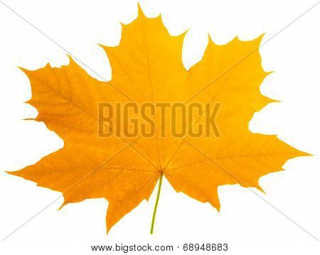 One Orange Maple-leaf Isolate