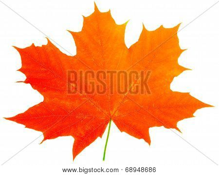 One Red Maple-leaf Isolate