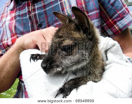Little Wallaby