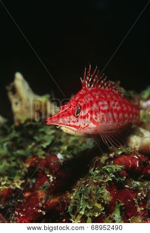 Longnose hawkfish, close-up