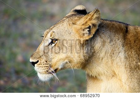 Profile of Female Lion