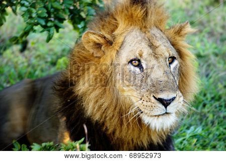 Scarred Male Lion