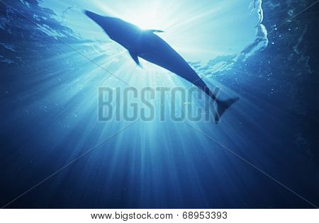 Bottlenose dolphin (tursiops truncatus), underwater view