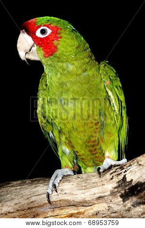 Red-Masked Parakeet