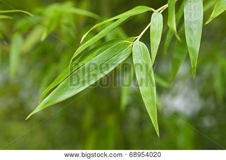 Japan, Himeji, Himeji Koko-en Gardens, plant, close-up