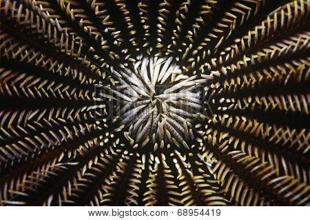 Mouth of a feather star, close-up