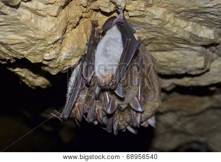 Lesser mouse-eared bat (Myotis blythii)