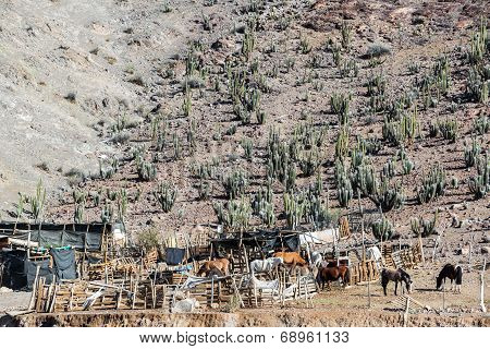Horse Stable And Cactus