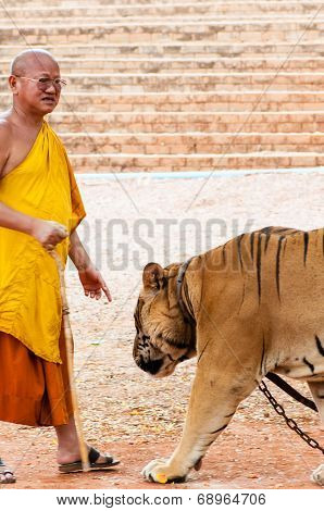 Buddist monk with Bengal specimen at the Tiger Temple, Thailand