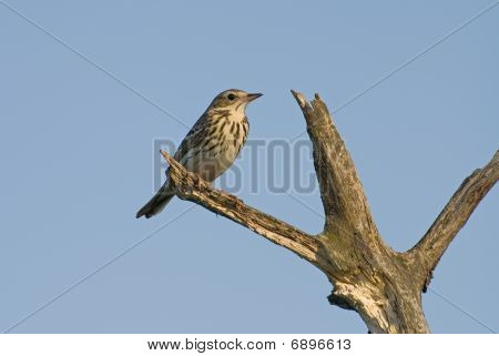 Pipit ทรี