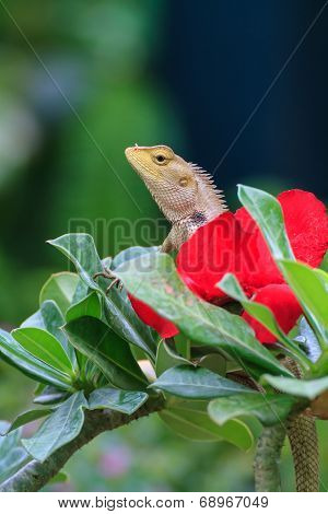 Blue lizard, brown Lizard, asian lizard or tree lizard