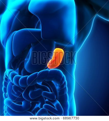 Human Spleen