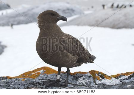 Antarctic Skua Standing On A Rock On A Background Of The Adelie Penguin Colony