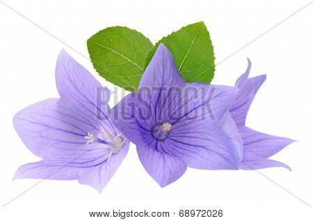 Three Platycodon Grandiflorus