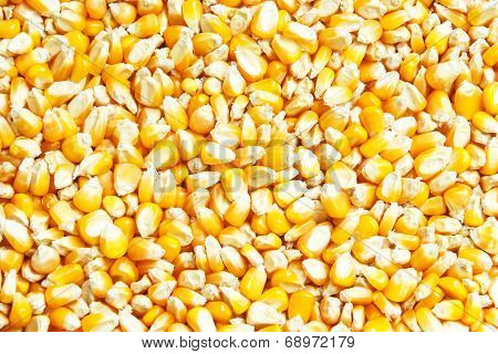 Corn Grains As Texeture for Background