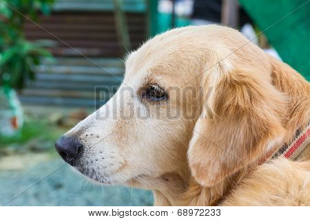 Golden retriever dog
