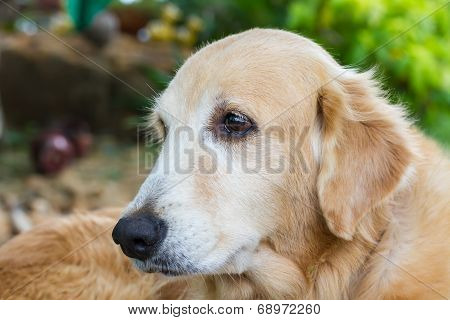 Golden retriever dog