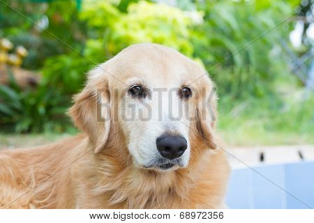 Golden retriever dog
