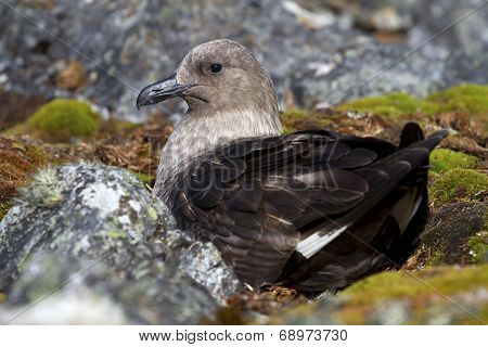 South Polar Skua Female Is Sitting On Eggs In A Nest