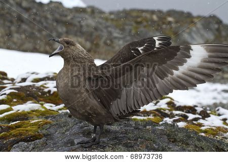 South Polar Skua Near The Nest During The Breeding Season