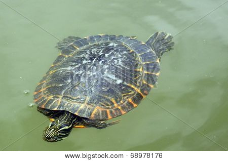 Tortoise in Green Water